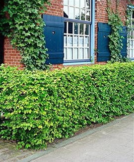 org:/gardening tips/Snoeiadvies/Overzichtspagina/Haagbeuk.jpg